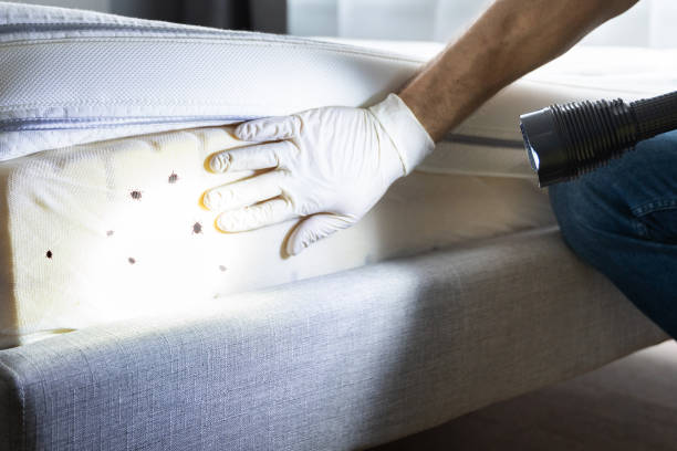 Best Wasp Removal Services  in Glenwood Springs, CO