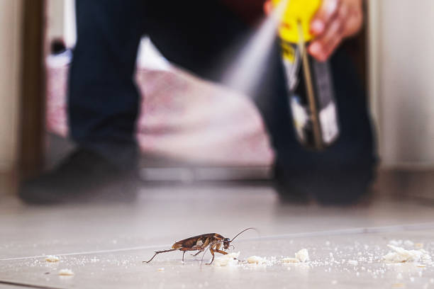 Best Mosquito Control Services  in Glenwood Springs, CO